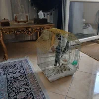 فروش عروس هلندی نر