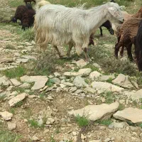 بز گوشتی|حیوانات مزرعه|دهگلان, |دیوار