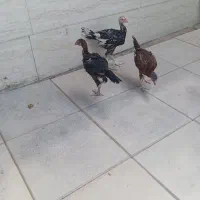 جوجه لاری