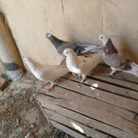 کبوتر