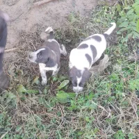 سگ شکاری|سگ|گوراب زرمیخ, |دیوار