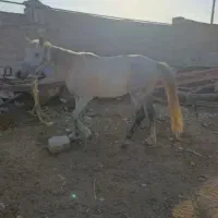 اسب|اسب و تجهیزات اسبسواری|خرمآباد, |دیوار