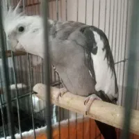 یک جفت عروس با دوتا جوجه
