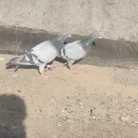 نرو ماده سبز آلمانی