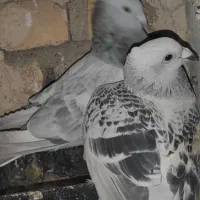 کفتر جفت گاه خوشکل