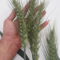 گندم امریکایی رقم HP