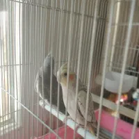 عروس هلندی