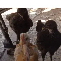 جوجه وژمونی