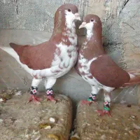 فروش نروماده شهری