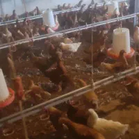 مامر محلی هیلکه کر