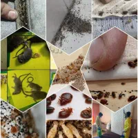سمپاشی ساس سوسک موریانه در یک مرحله 100درصد تضمینی