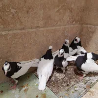 فروش کبوترطوق سیاه