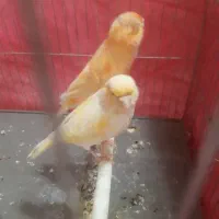 فروش ۱جفت قناری کشیده بلند