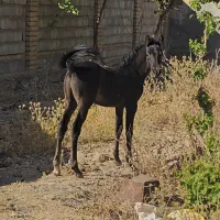 مادیان . کره نریان.کره مادیان