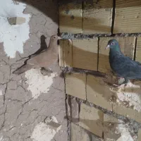 کفتر|پرنده|رفسنجان, |دیوار