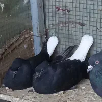 جوجه دم سفید