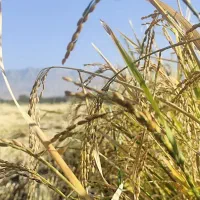 آزمون خاک و آب و گیاه قبل از اجاره زمین و خرید کود