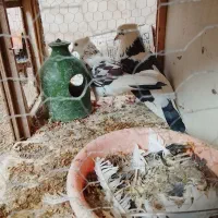 دو جفت کفتر دهن جور