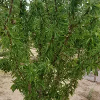باغچه-1000متری-در-روستای-صالحیه-نظراباد