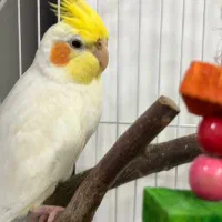 عروس هلندی با هنر شمالی