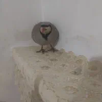 تعداد چند عدد بلدرچین ماده سپیدان دونه یک میلیون