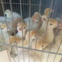فروش حیوانات مزرعه