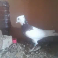 طوقی نر معاوضه با کربلایی هم دارم