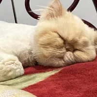 گربه پرشین واگذاری