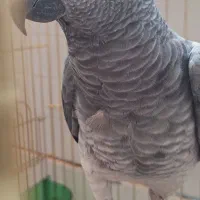 کاسکو سخنگو تیمنه