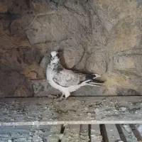 کبوتر