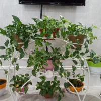 گل و گلدان