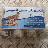 فروش تخم بلدرچین