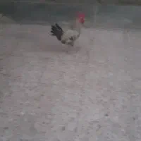 مرغ وخروس
