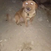 سگ پاکوتاه