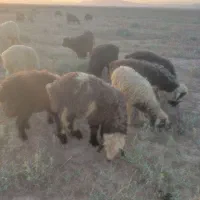 ۳۰ راس بره نر ماده