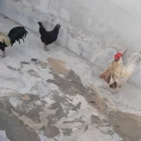 مرغ سی فروش