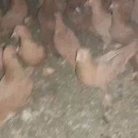 باسلام خدمت عشق بازان