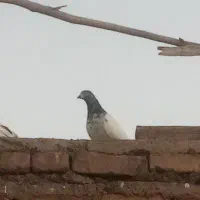 باشی قره گروخ قره نر اویناخ معاوضه با کبوتر ماده