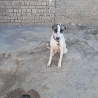 سگ ۷ماهه