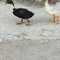 اردک .