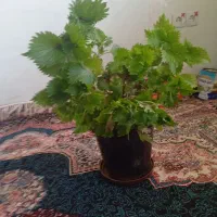 گل حسین یوسف