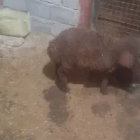 فروش ۳عدد بره