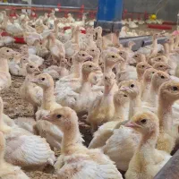 جوجه بوقلمون بیوتی