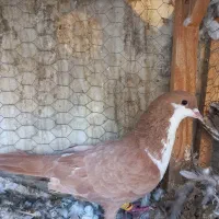 کفترماده کرباتی سینه سیاه سارسرور