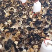 فروش انواع جوجه