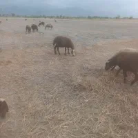 گوسفند|حیوانات مزرعه|بندر گز, |دیوار