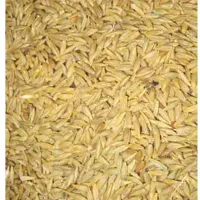جو ابی