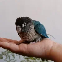 جوجه گرینچیک یلو ساید