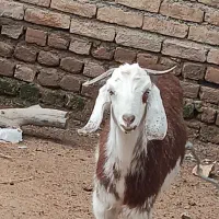 بز و گوسفند و بزغاله و بره نر