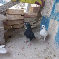 نره پلنگ سیاه